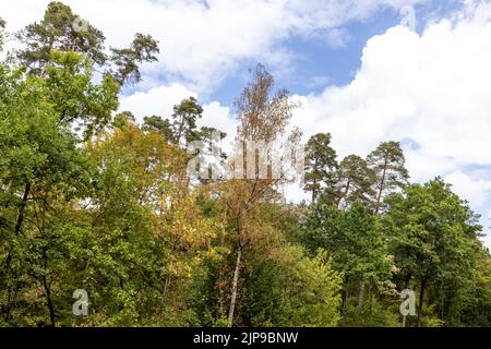 Kalchreuth, International. 16th Aug, 2022. Trees marked by the heat stand at the edge of a forest. Credit: Daniel Karmann/dpa/Alamy Live News