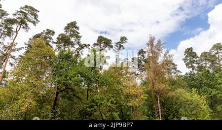 Kalchreuth, International. 16th Aug, 2022. Trees marked by the heat stand at the edge of a forest. Credit: Daniel Karmann/dpa/Alamy Live News
