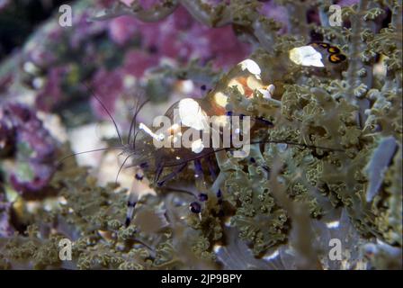 Glass anemone shrimp (Periclimenes brevicarpalis) Stock Photo