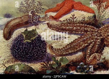 Seabed marine invertebrates in early 1900s painting by German wildlife ...