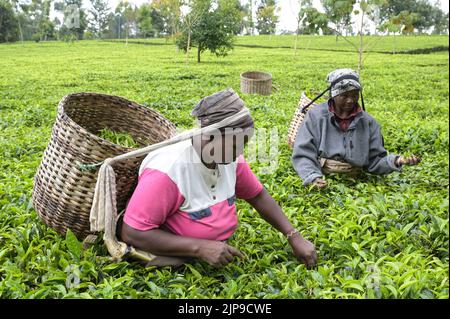 KENYA, Kimunye, tea plantation, women pick tea leaves by hand  / KENIA, Kimunye, Teegarten, Frauen pflücken Teeblätter Stock Photo