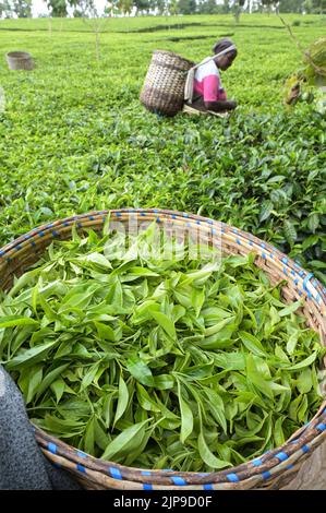 KENYA, Kimunye, tea plantation, women pick tea leaves by hand  / KENIA, Kimunye, Teegarten, Frauen pflücken Teeblätter Stock Photo