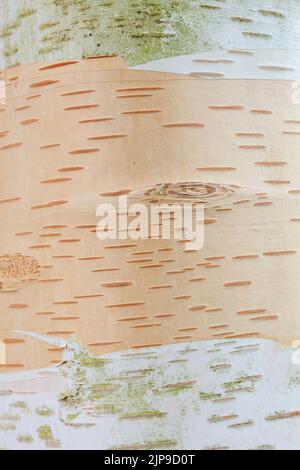 Himalayan birch tree bark background with a close up macro white and brown wooden texture, stock photo image Stock Photo
