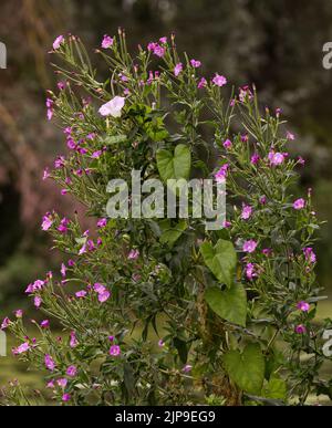 Leaves and a single white flower of hedge bindweed Calystegia sepium growing up and among the pink flowers of great willowherb, Stock Photo
