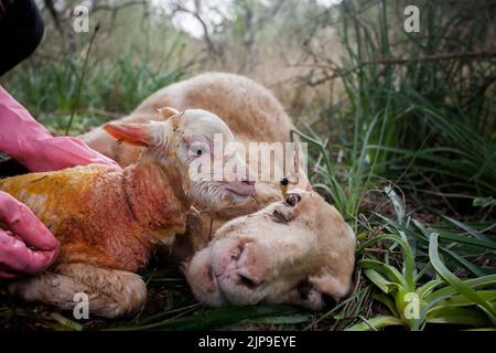 ewe, lambkin, schafgeburt, schafhirtin, ewes Stock Photo