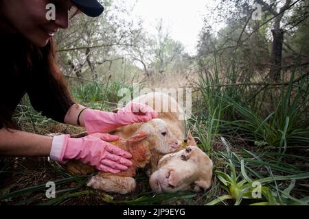 ewe, lambkin, schafgeburt, schafhirtin, ewes Stock Photo