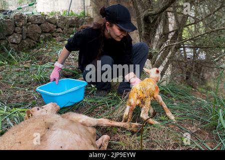newborn, lambkin, schafgeburt, schafhirtin, newborns Stock Photo