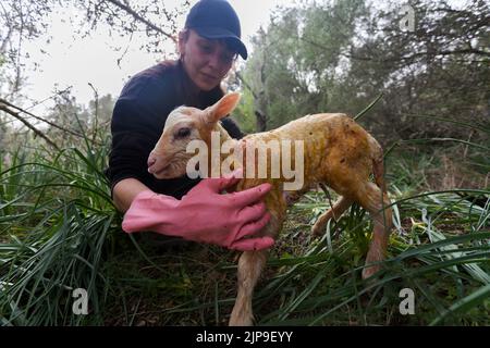 newborn, lambkin, schafhirtin, schafgeburt, newborns Stock Photo