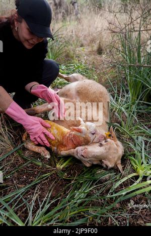 sheep, newborn, schafgeburt, schafhirtin, sheeps, newborns Stock Photo