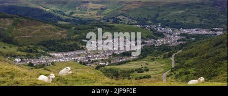 Sheep overlooking a panoramic view of the Treorchy and Cwm-parc, Rhondda Valley from Bwlch mountain, South Wales. Stock Photo