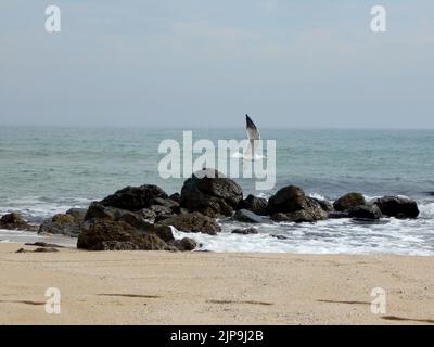 Seagull ,stones, beach Stock Photo