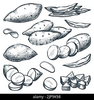 Sweet potato sketch vector illustration. Yam harvest, hand drawn agriculture and farm isolated design elements Stock Vector