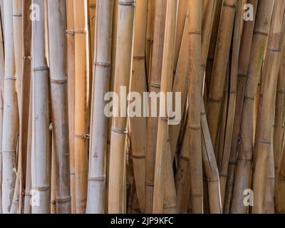 Horizontal background image of a stand of living bamboo, the plants' golden stems warm and peaceful. Stock Photo