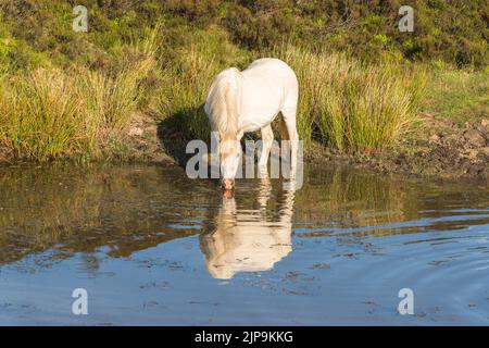 White Welsh mountain pony drinking from lake. Blaenavon Gwent Wales UK. June 2022 Stock Photo