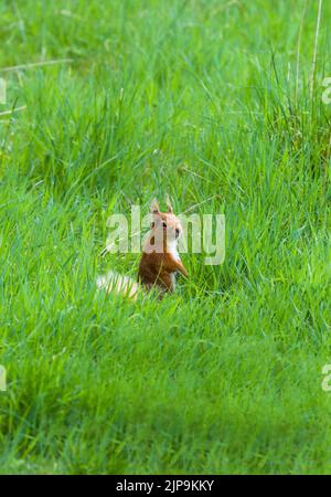 Red Squirrel (Sciurus vulgaris) sat in Meadow of long grass. Perthshire Scotland UK. June 2021. Stock Photo