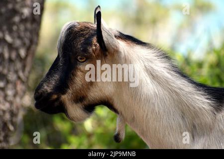 Croatian goat on Murter island Stock Photo