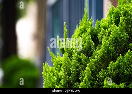 Close up cypress thuja coniferous tree Stock Photo