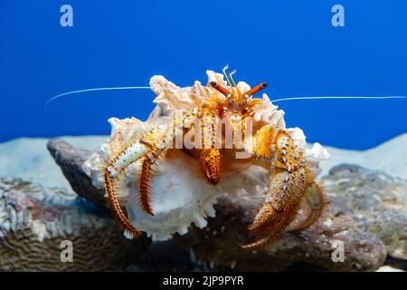 Close-up of a giant orange hermit crab raised in an aquarium. Stock Photo
