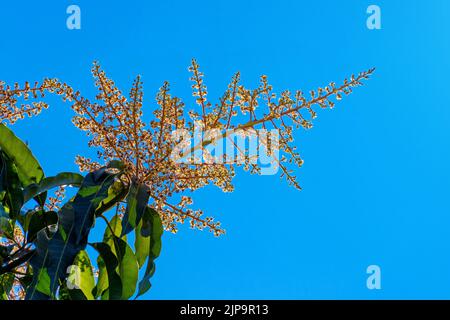 The mango flower blooming in the summer on blue sky, where the mango flower only bloom once a year. Stock Photo