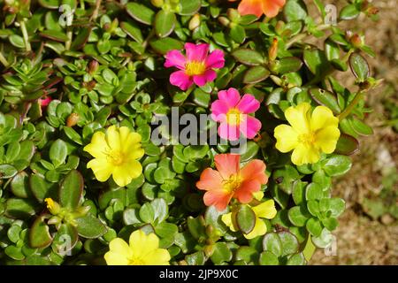 Close up flowers of Portulak 'Carnaval', Moss rose (Portulaca grandiflora Carnaval), family Portulacaceae. A semi-succulent plant. Summer, August, Stock Photo