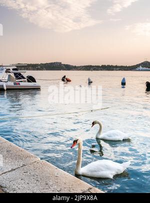 The white swan is swimming at Adriatic sea in harbor near Sibenik city, Croatia. Beautiful animal bird, magical sunset. Stock Photo