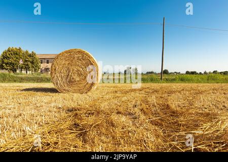 Straw balls on the agricultural field during summer sunny day in farmland Stock Photo