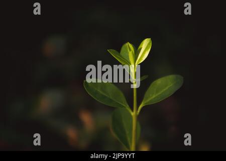 Green branch with round leaves, sprout of a small tree plant on dark background in sunlight. Ecology, nature rebirth concept. Woods, forest, nature re