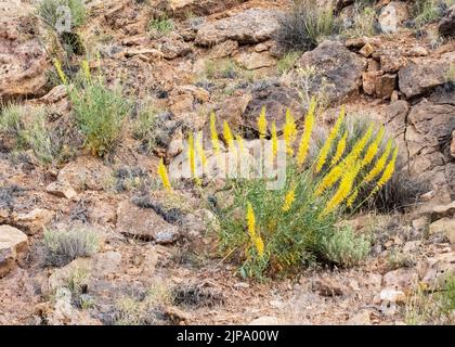 Desert princes plume located in the Arches National Park, Moab, Utah.  Yellow bottle brush type flower with green leaves. Stock Photo