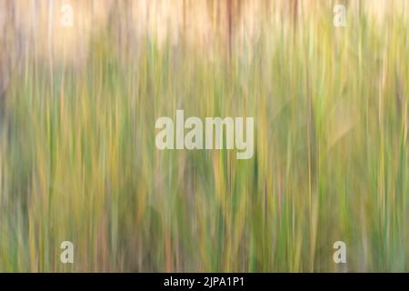 Yellow and Green Autumn Grass Abstract Blurred by Intentional Camera Movement Stock Photo
