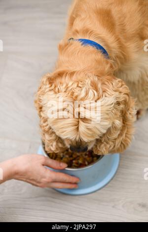 Cocker spaniel dog eating food from bowl on the floor in the home. Feeding the dog. Stock Photo