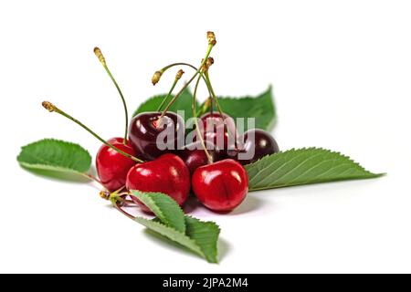Sweet cherries,  Prunus avium, against white background Stock Photo