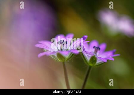 Dove’s-foot crane’s-bill (Geranium molle) flowering on coastal sand dunes, Kenfig NNR, Glamorgan, Wales, UK, May. Stock Photo