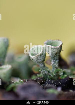 Pixie cup / Powdered trumpet lichen (Cladonia fimbriata) with spore forming reproductive cups, growing on a rotting tree branch, Kenfig NNR, Glamorgan Stock Photo