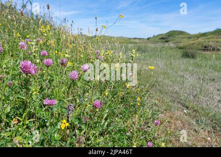 Red clover (Trifolium pratense) clump flowering with many other plants on coastal sand dunes, Kenfig NNR, Glamorgan, Wales, UK, June. Stock Photo