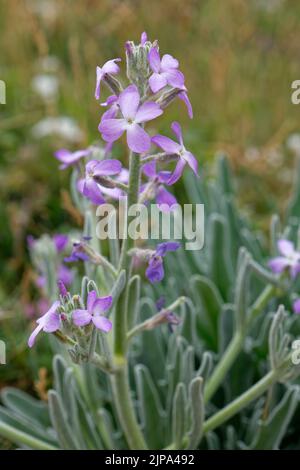 Sea stock (Matthiola sinuata) flowering on sand dunes near the coast, Kenfig NNR, Glamorgan, Wales, UK, June. Stock Photo