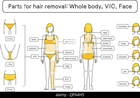 Illustration of female hair removal Full body, VIO, Face Stock Vector