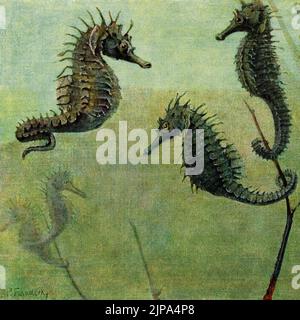 Seahorses (Hippocampus) and Greater Pipefish (Syngnathus acus): square format detail of early 1900s painting by German wildlife artist Paul Flanderky (1872-1937), showing several seahorses floating amidst underwater plants that help to camouflage a pipefish.  Early 1900s painting by German wildlife artist Paul Flanderky (1872-1937), published as a chromolithograph to illustrate the 1911-18 4th edition of Brehms Tierleben (Brehm’s Animal Life). Stock Photo