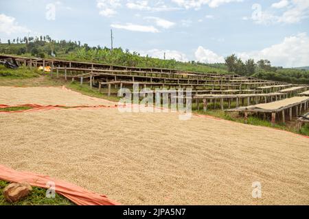 Coffee beans in the process of drying on the ground and special structures Stock Photo
