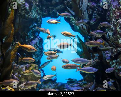 California Coastline Exhibit at the Steinhart Aquarium, California Academy of Sciences, San Francisco Stock Photo