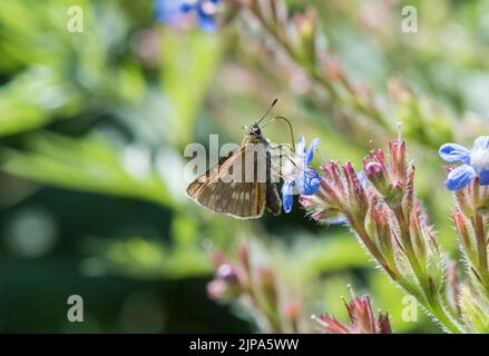 Foraging Large Skipper (Ochlodes sylvanus) Stock Photo
