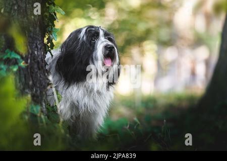 Portrait of a beautiful Tibetan terrier male  dog sitting  in forest on summer sunny day. Animal themes, selective focus, copy space Stock Photo