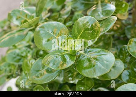 shiny leaf plant or looking-glass bush outdoors closeup view Stock Photo