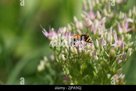 A yellow and black goldenrod soldier beetle (Chauliognathus pensylvanicus) on pink sedum flowers Stock Photo