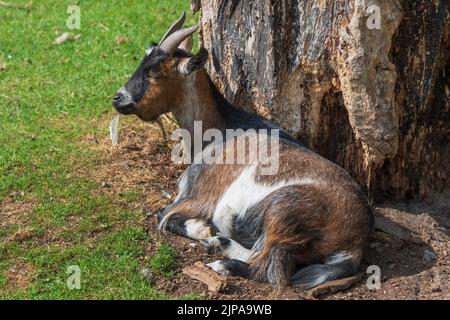 A small goat resting. Stock Photo