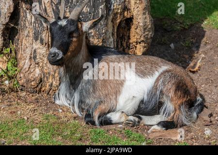 A small goat resting. Stock Photo