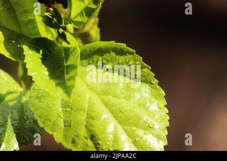 Light green leaf with water drops in the sunshine, captured after the rain. Stock Photo