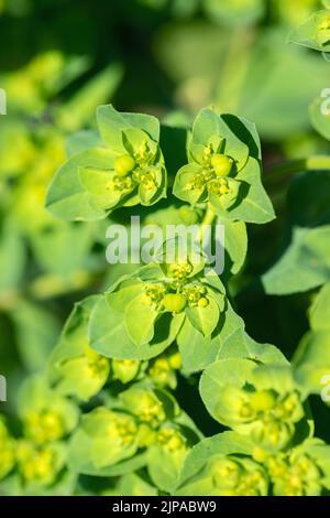 Inflorescence of sun spurge (Euphorbia helioscopia). Stock Photo