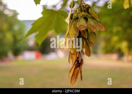 Fruits of Norway maple (Acer platanoides) in a park in late summer in the evening light Stock Photo