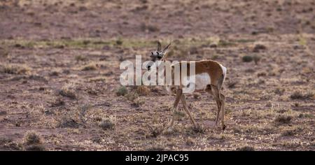 Antelope in the desert during morning sunrise. Stock Photo