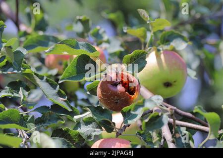 Malus domestica apple with brown rot (Monilinia laxa or monilinia fructagena) on the branch in orchard. Stock Photo